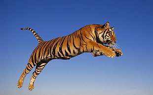 photo of Tiger leap HD wallpaper