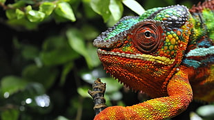 orange and green iguana, nature, animals, wildlife, chameleons