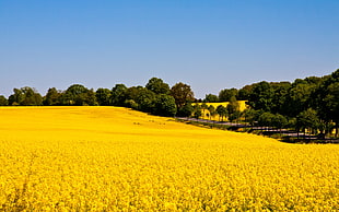 yellow flower field, nature, landscape, Rapeseed, field HD wallpaper