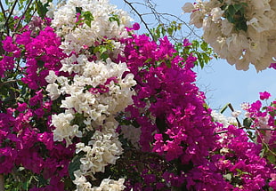 purple and white flowers