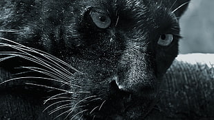 black Panther, panthers, big cats, animals HD wallpaper