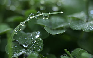macro photography of leaves with waterdrops, plants, macro, water drops, clovers HD wallpaper
