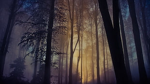 forest with fog and yellow sunlight HD wallpaper
