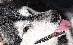 Husky,  Dog,  Muzzle,  Tongue HD wallpaper