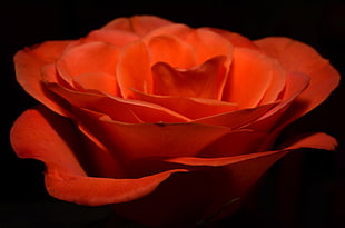 closeup photo of red Rose HD wallpaper