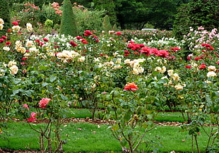 white and red rose field HD wallpaper