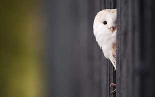 close up photo of white owl HD wallpaper
