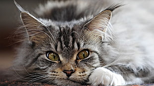 silver tabby cat, cat