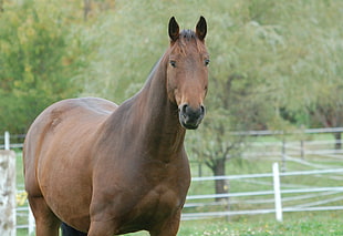brown horse HD wallpaper