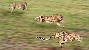 three cheetahs, animals, cheetahs, running, motion blur