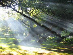 green trees, sun rays, trees, nature HD wallpaper