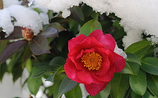 shallow focus photography of red flower