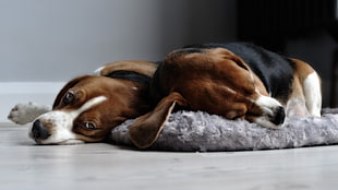 two tricolor beagle puppies on floor