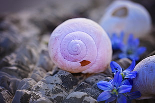 pink snail shell on the rock