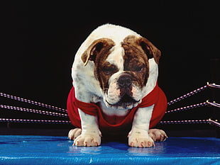 Dog,  Ring,  Boxer,  Bulldog HD wallpaper