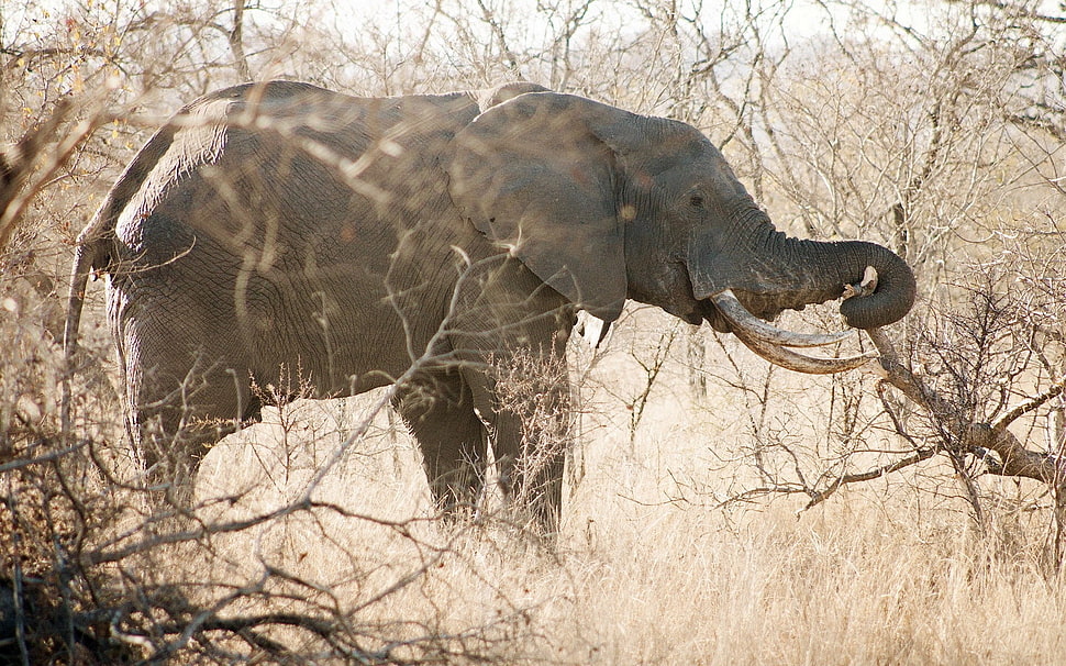 photo of grey elephant on baretrees area HD wallpaper