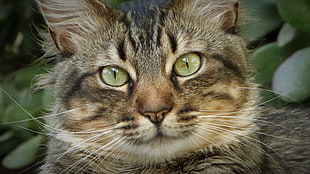 brown tabby cat