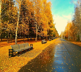 brown wooden park benches, nature HD wallpaper