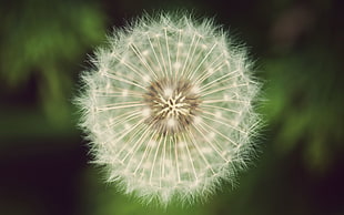 white dandelion flower