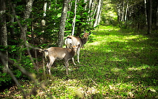 two deers in forest HD wallpaper