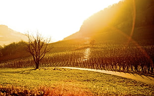 bare tree beside road during yellow sunrise HD wallpaper