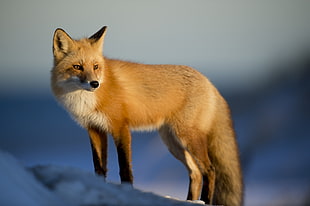 shallow photography on brown fox on ice ground during daytime