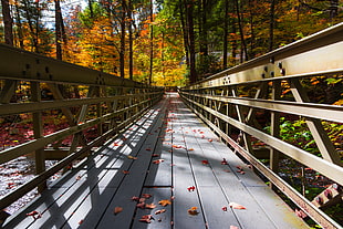 photo of gray wooden bridge