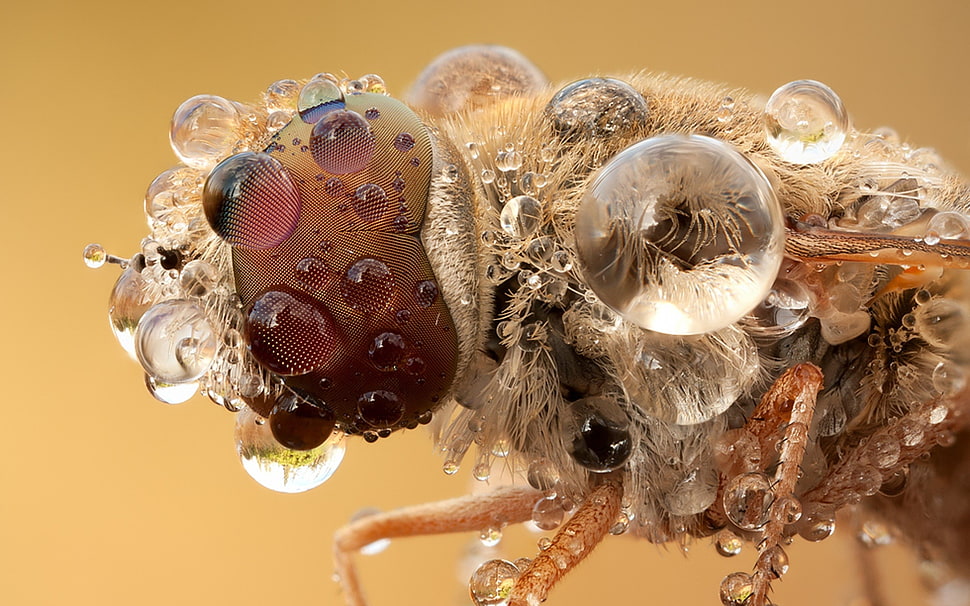 closeup photo of housefly with dew drops HD wallpaper