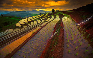 rice terraces, nature, landscape, mountains, field HD wallpaper