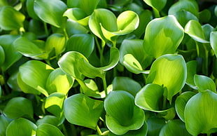 green leaf plant