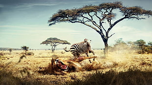 zebra illustration, nature, animals, zebras, trees HD wallpaper