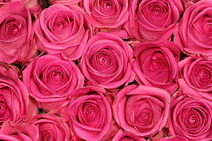 closeup photo of pink roses