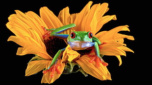 closeup photo red-eyed Forest rog on yellow Sunflower