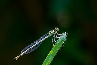 close up focus photo of a green Damselfly on green leaf HD wallpaper