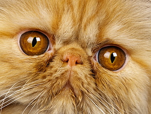 close-up photo of cat's eyes