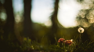 orange petaled flowers, nature, depth of field, bokeh, flowers