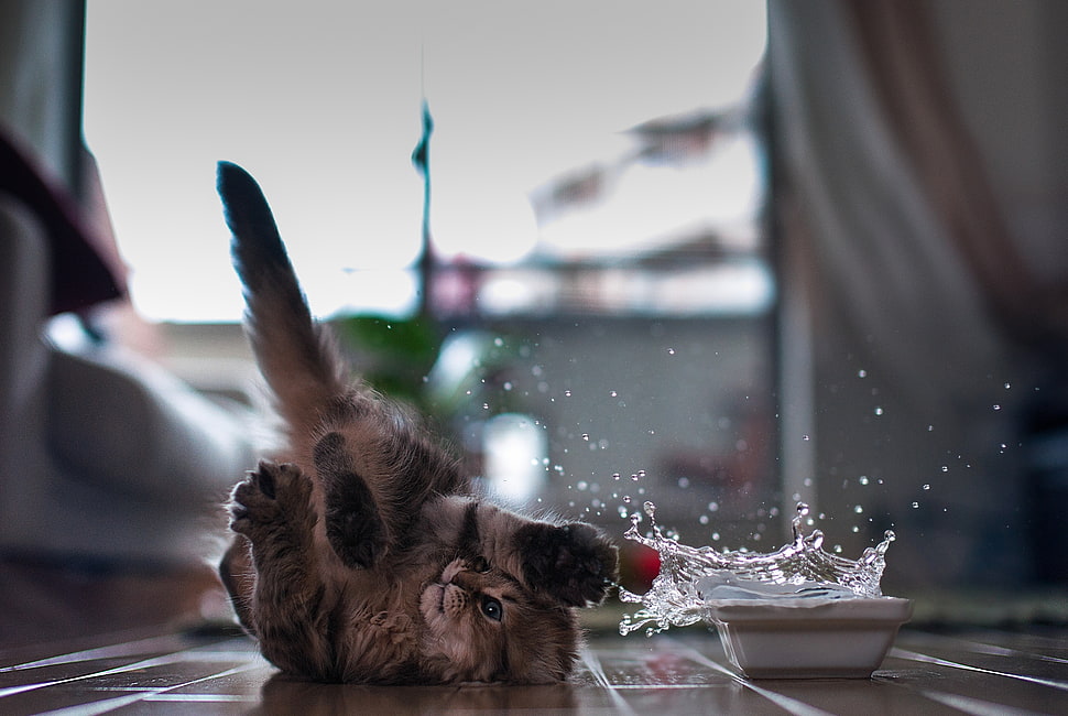 kitten beside water droplet filled in ceramic container HD wallpaper