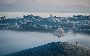 white snow covered trees, landscape, winter, nature