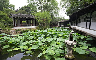 green lilies on body of water