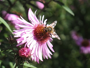 Bumble bee on pink petaled flower during daytime HD wallpaper