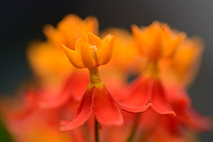 shallow focus photography of a red and orange flower HD wallpaper