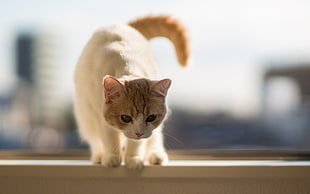orange tabby kitten on top of white wooden frame HD wallpaper
