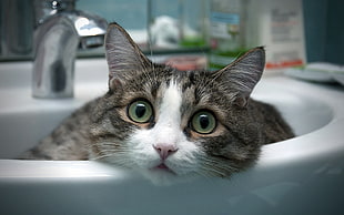 white and black kitten on white ceramic wash basin