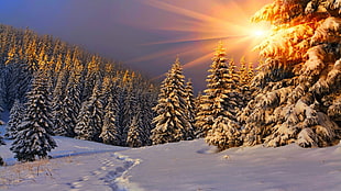 green trees, nature, Sun, sunlight, winter HD wallpaper
