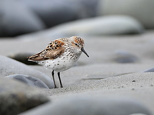 close up photo of white and brown sea bird, western sandpiper HD wallpaper