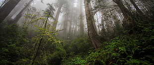 fog in the middle of rainforest during daytime