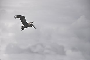 black and white Pelican flying during daytime HD wallpaper