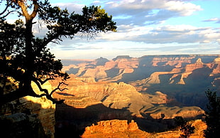 green tall tree, Grand Canyon, landscape, sunlight, canyon HD wallpaper