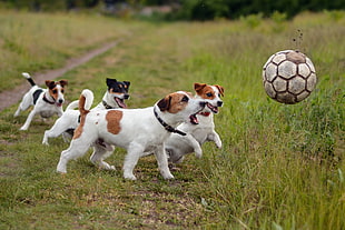 shallow focus photography of four short coated puppies