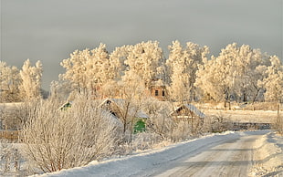 houses covered with trees